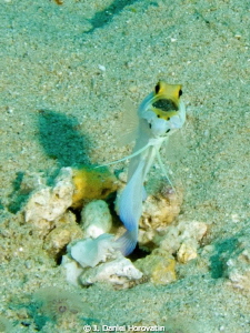 Came across this Yellowhead Jawfish with his mouthful of ... by J. Daniel Horovatin 